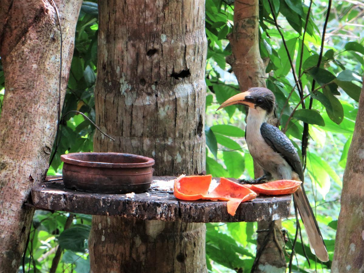 Gallene Gala Nature Resort Kitulgala Bagian luar foto